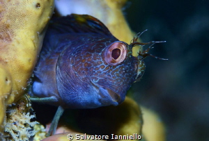 Mister blenny by Salvatore Ianniello 